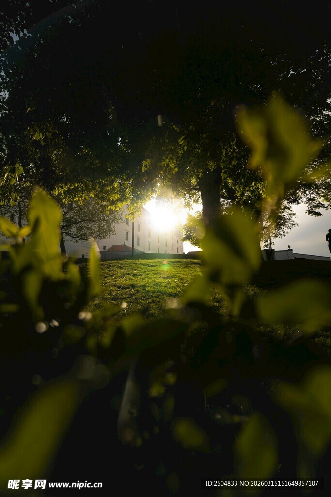 夜晚林间透出的明亮光芒