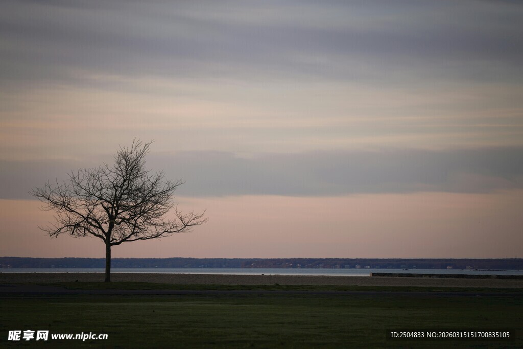 黄昏下的孤独树木