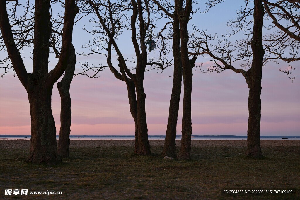 黄昏下的树林美景