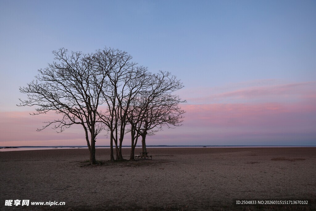 黄昏下的孤树与开阔原野