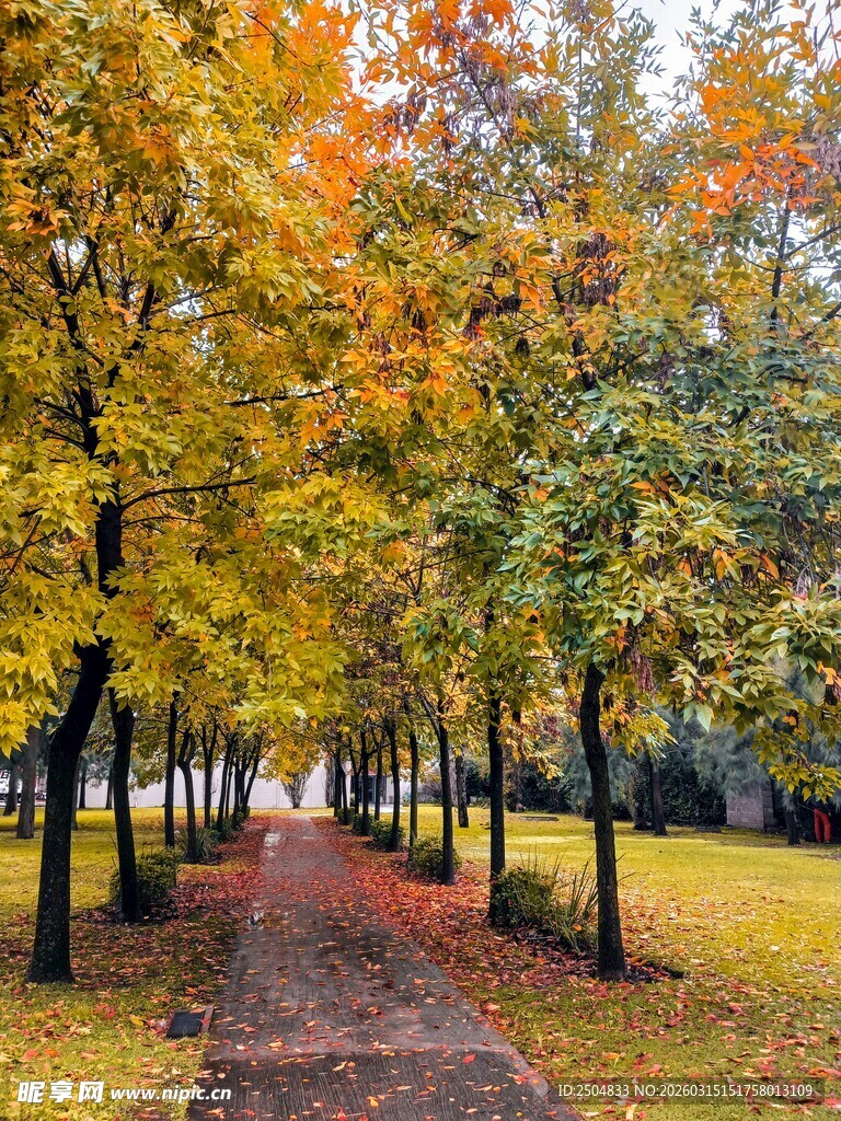 秋日林间小径美景