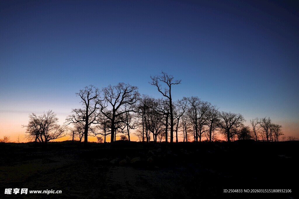 黄昏下的树木剪影