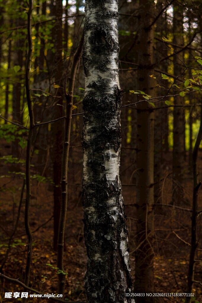 林中白桦树