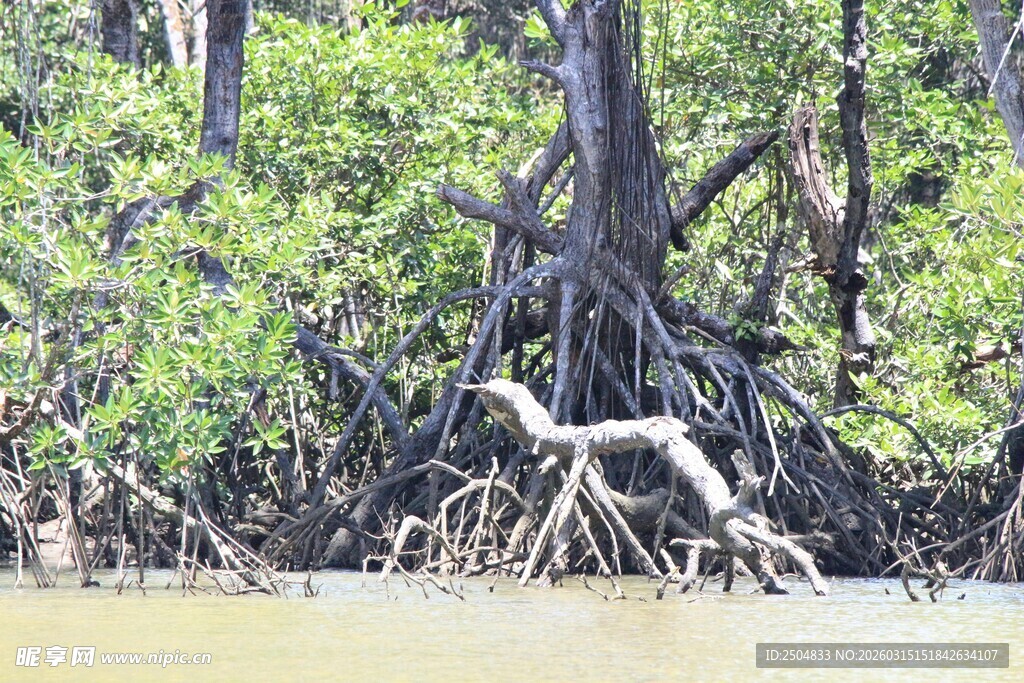 红树林中的白鹭栖息景象