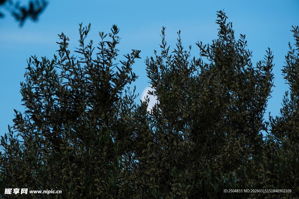 蓝天映衬下的茂密树梢