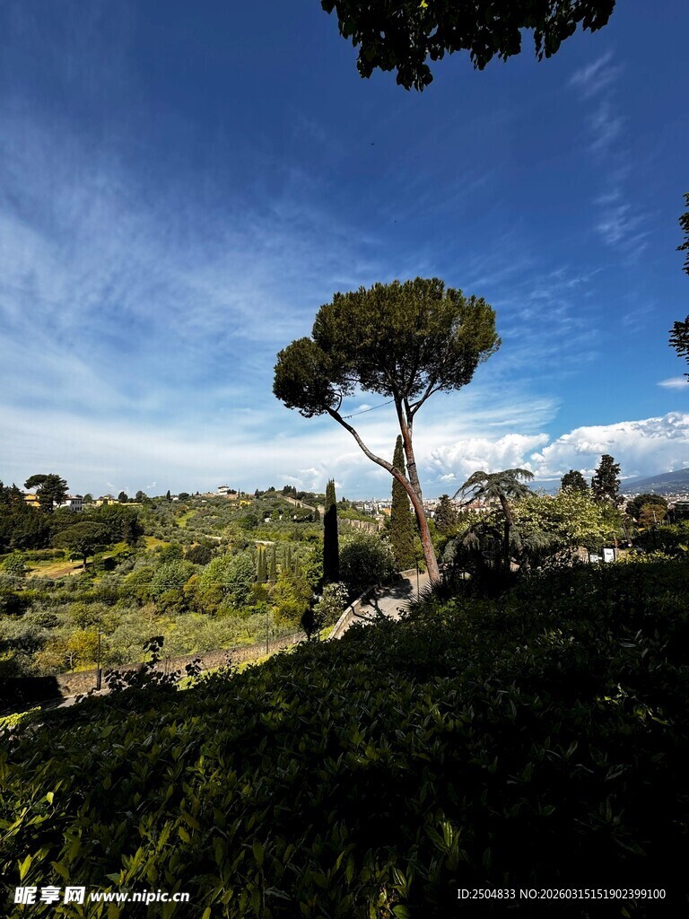 旷野孤树 蓝天绿野之景