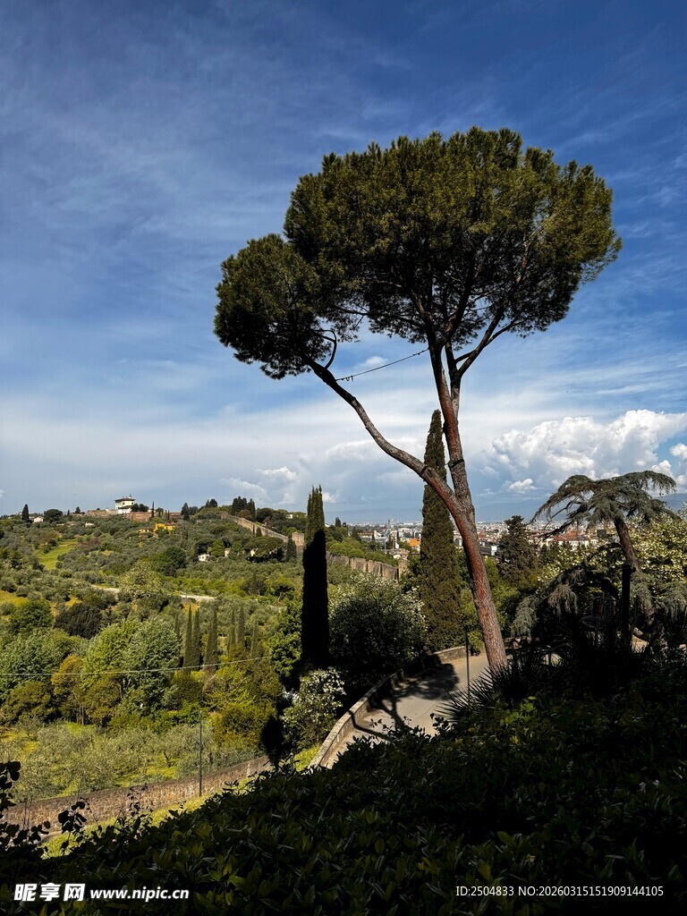 孤树挺立的美丽自然景致
