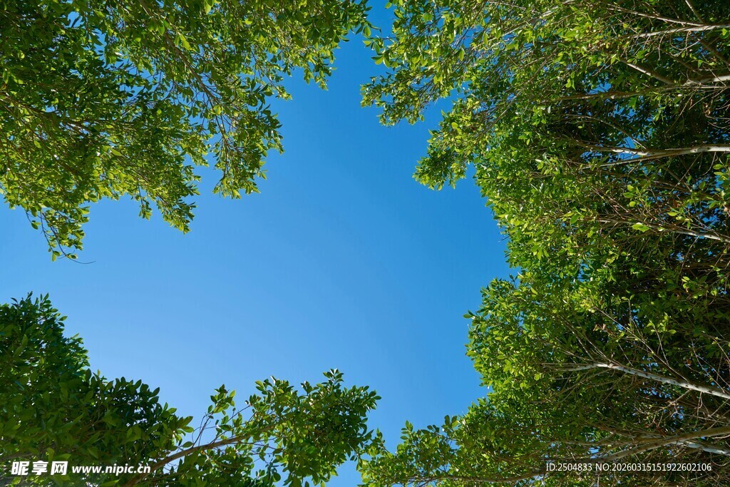 仰望林间蓝天绿意盎然