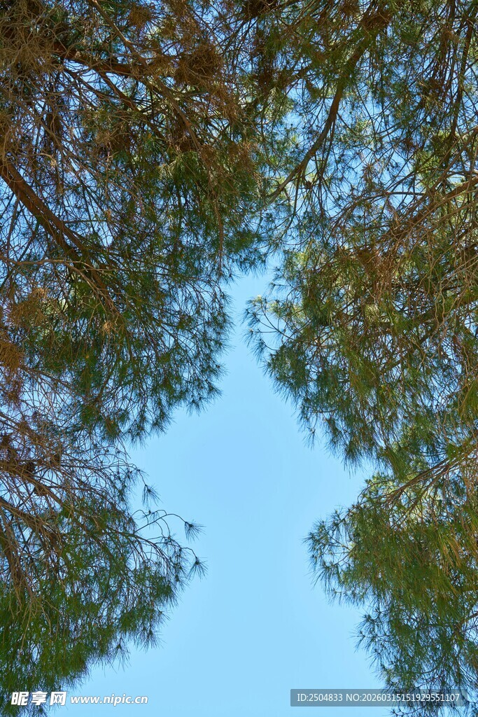 仰望林间树梢蓝天