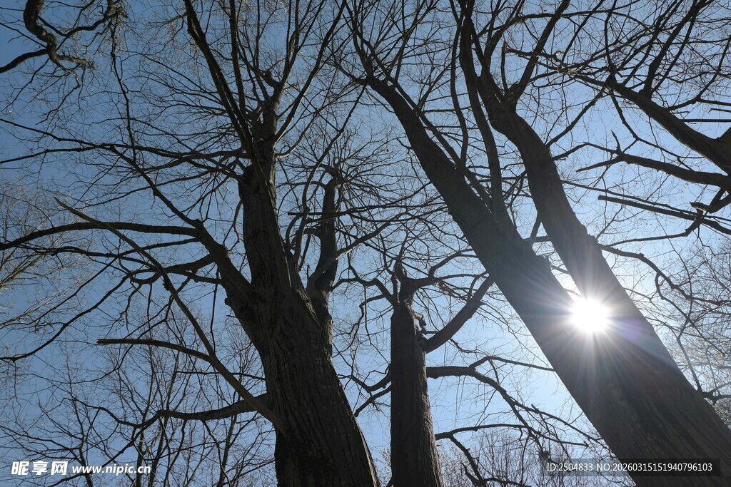 冬日树梢间的暖阳