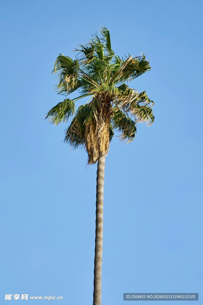 蓝天中的单棵高大棕榈树