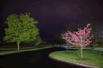 夜下路旁绽放的粉绿树木