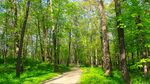 林间小径 绿意盎然的美景