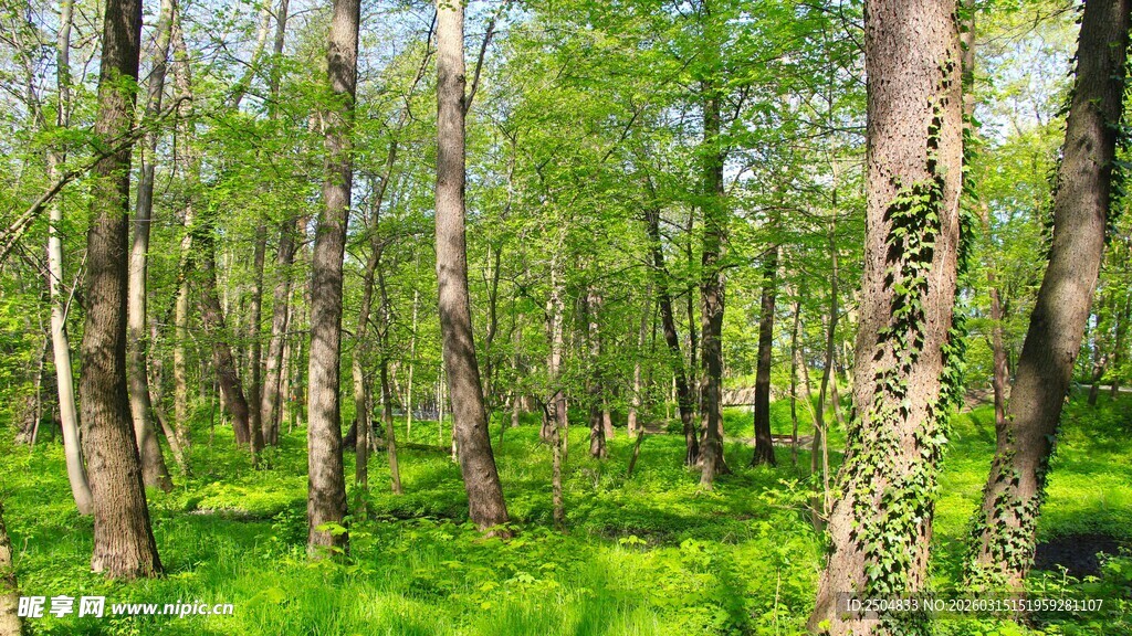 翠绿森林中的生机景象