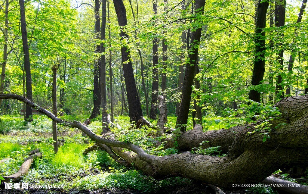 森林中倒下的树木与绿意
