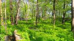 春日森林绿意盎然
