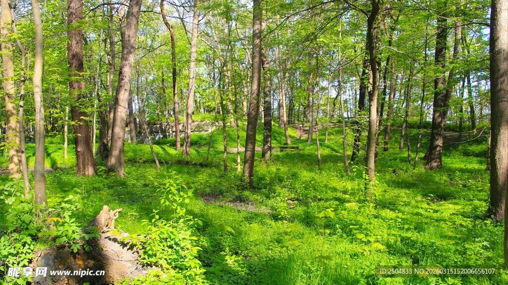春日森林绿意盎然