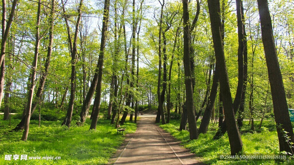 林间小径 绿意盎然的森林