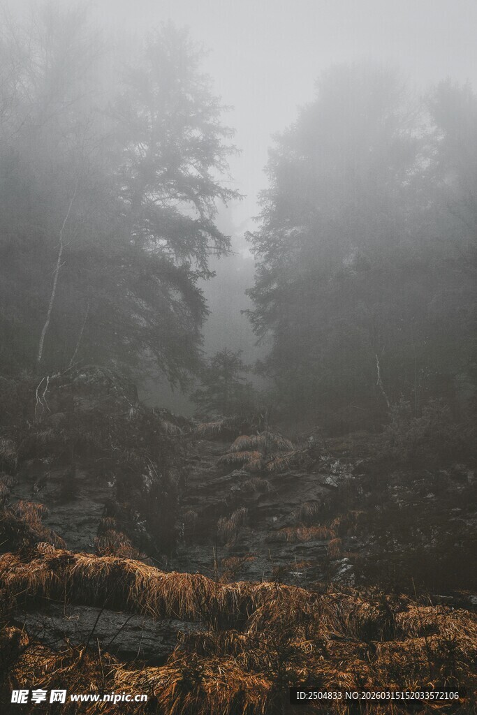 雾中森林的神秘美景