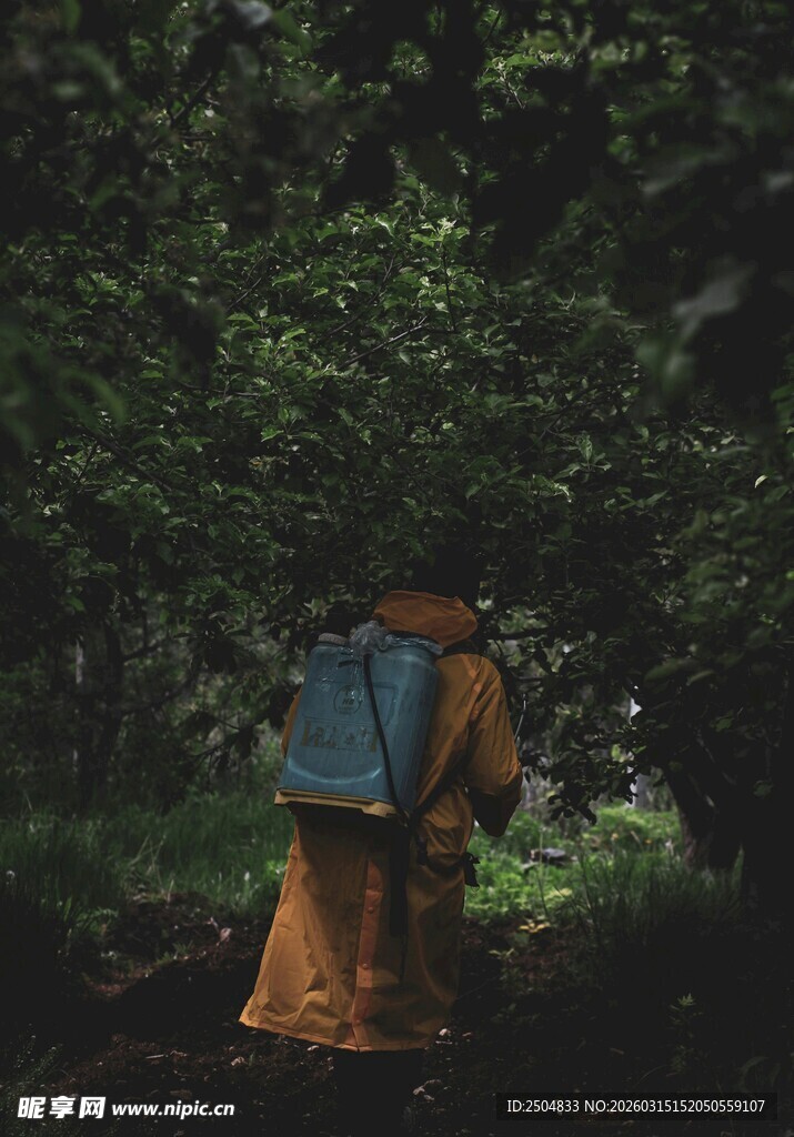 徒步者穿行于茂密森林间