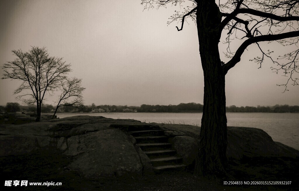 湖畔孤树 静谧萧瑟之景