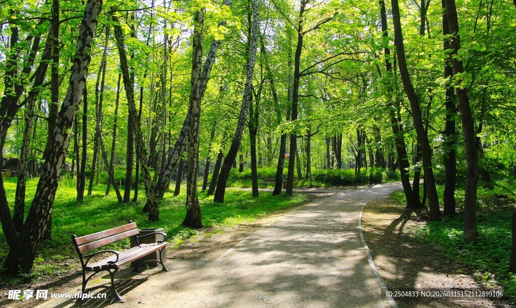 林间小径旁的静谧长椅