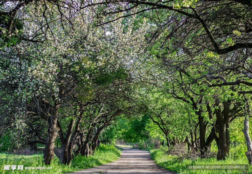 林间幽径 树影婆娑的美景