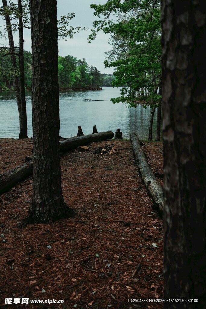 湖畔林间静谧景致