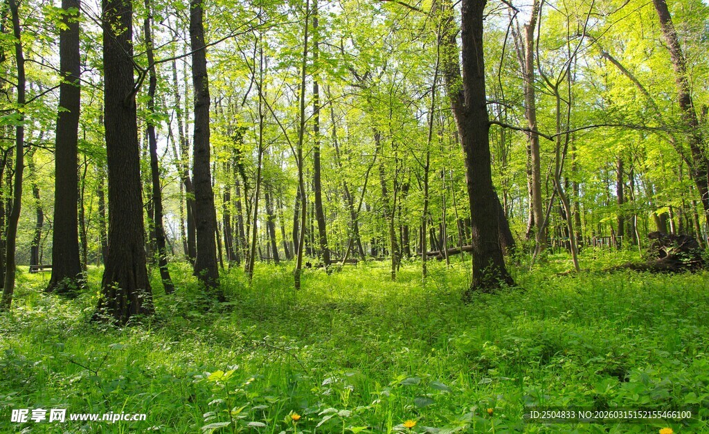 春日葱郁森林美景