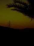 黄昏下的棕榈树与输电塔