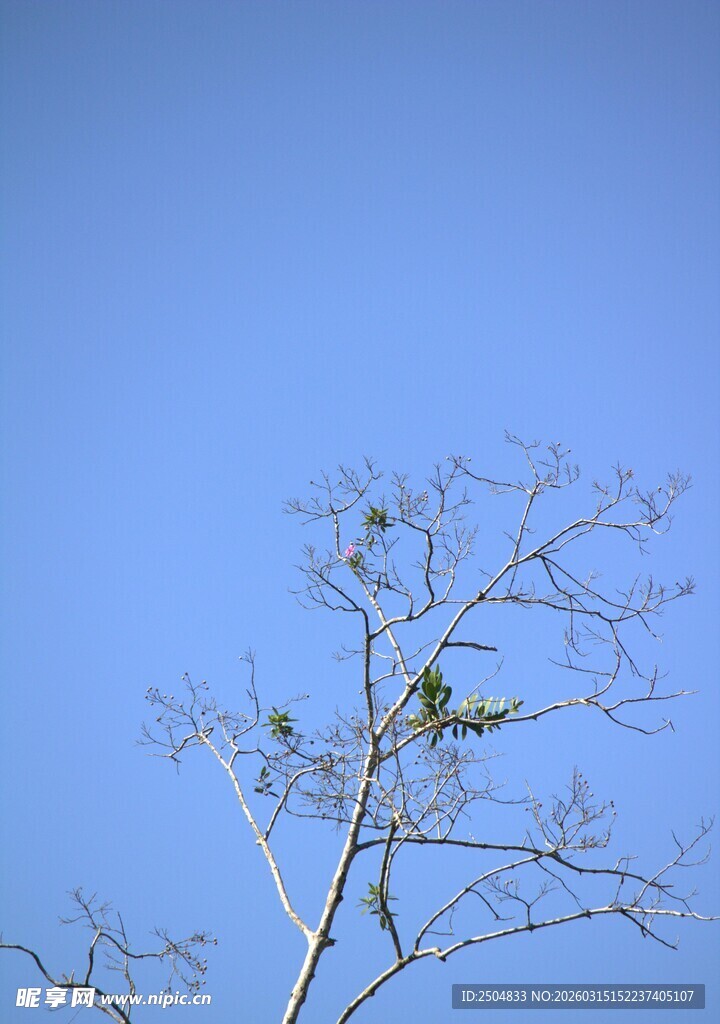 蓝天中树枝上的小鸟