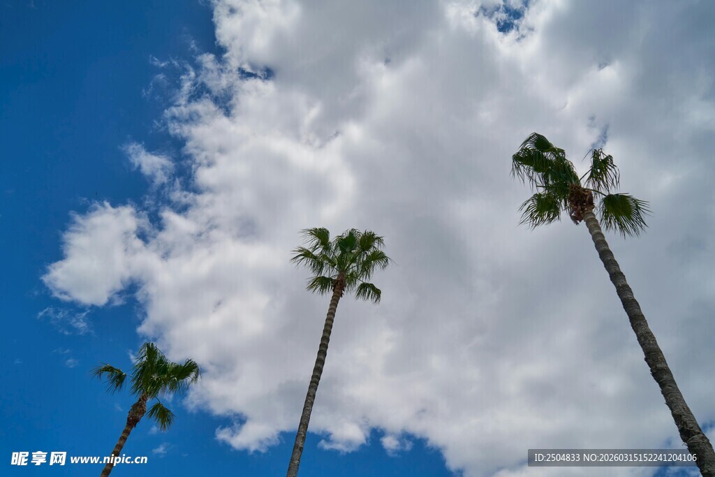 蓝天椰树美景