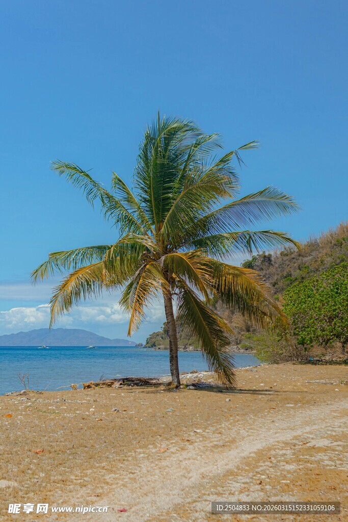 海边椰树与蜿蜒沙路