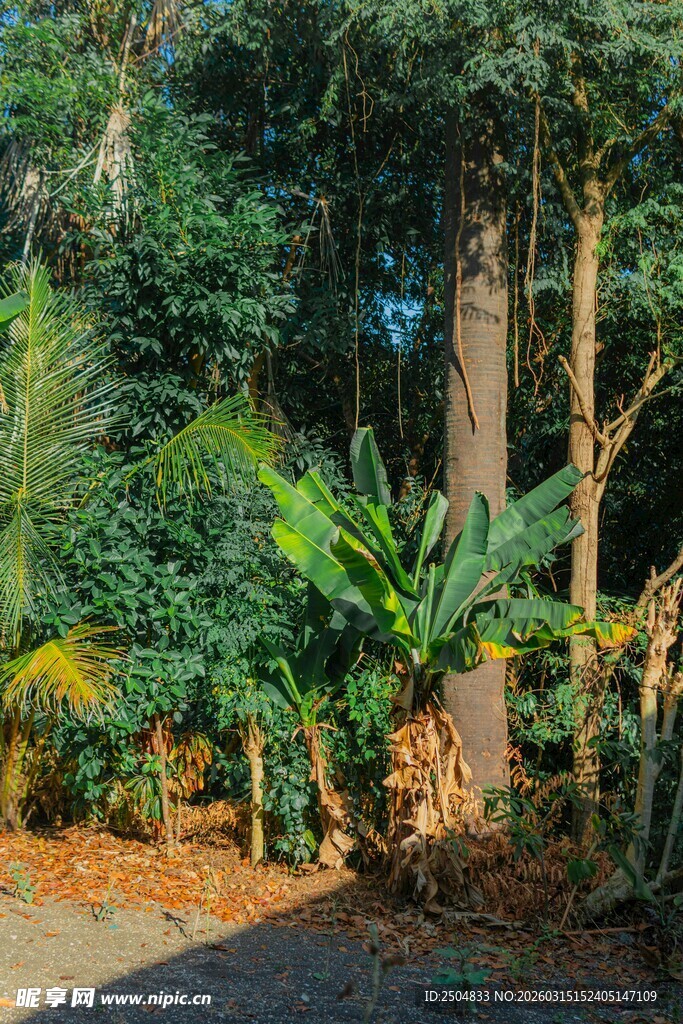 繁茂森林中的多样绿植