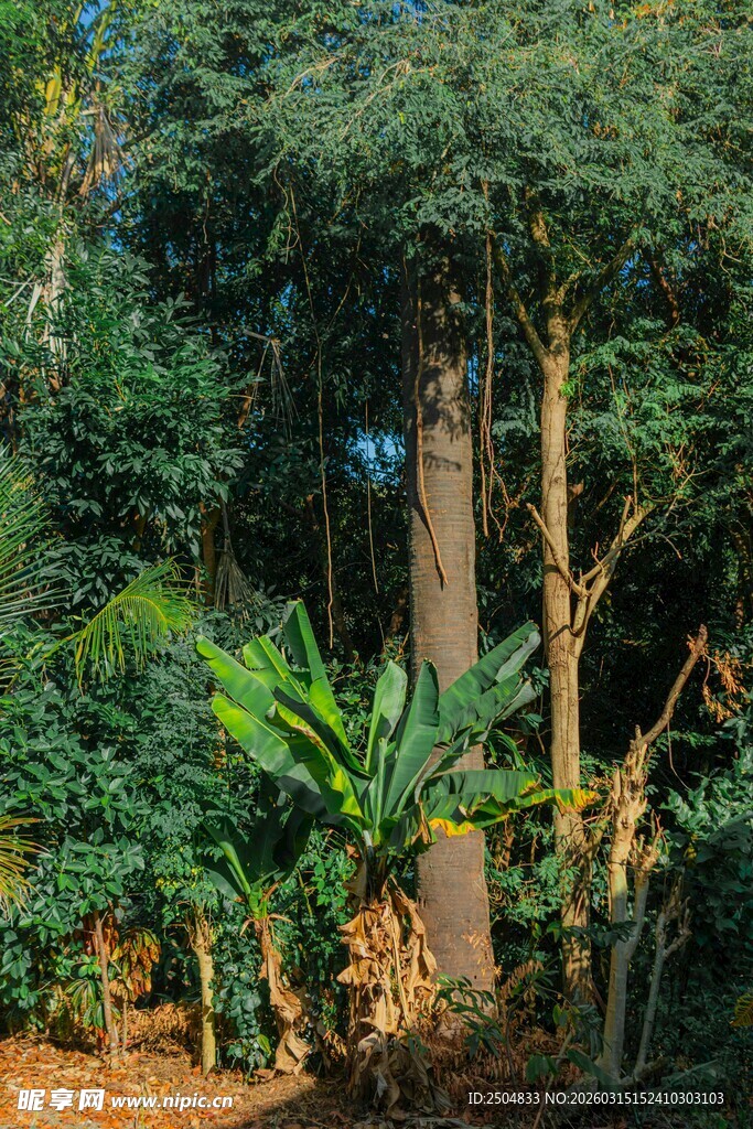 茂密丛林中的树木与植被
