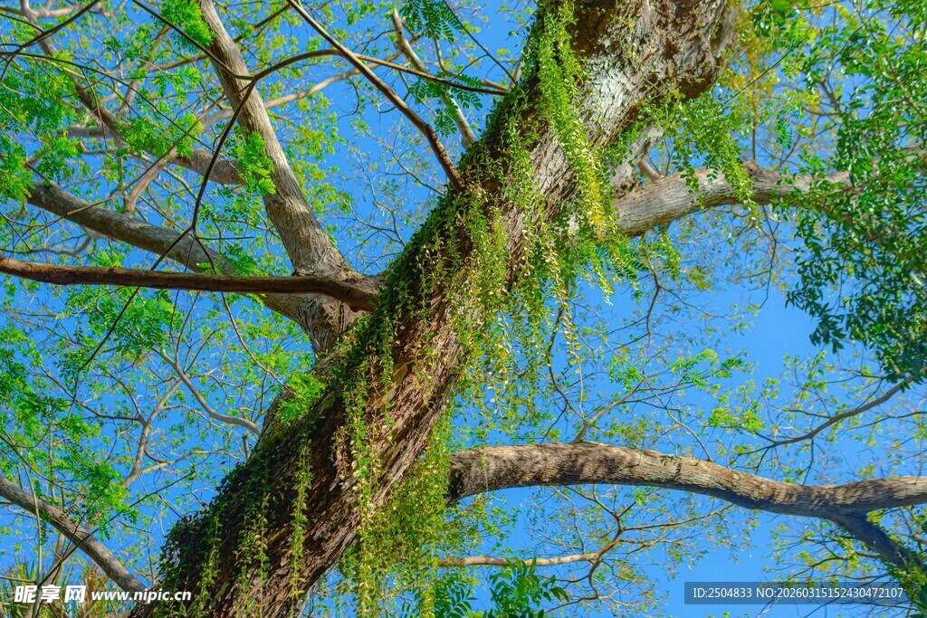 蓝天古树上的翠绿藤蔓