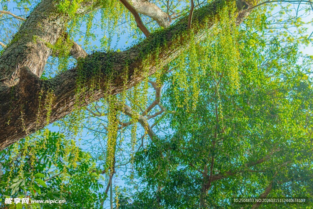繁茂绿树垂下葱郁藤蔓
