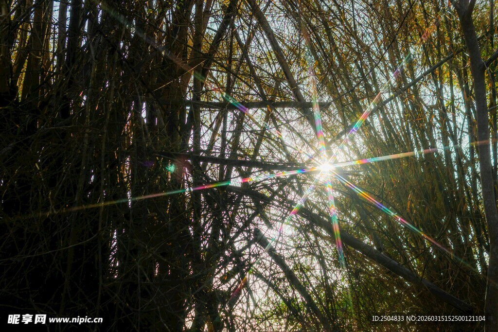 林间阳光穿透茂密竹林