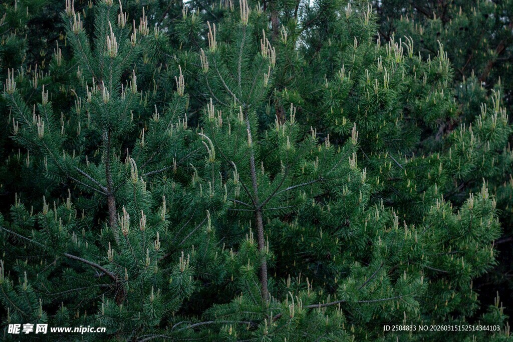 茂密的松树林景观