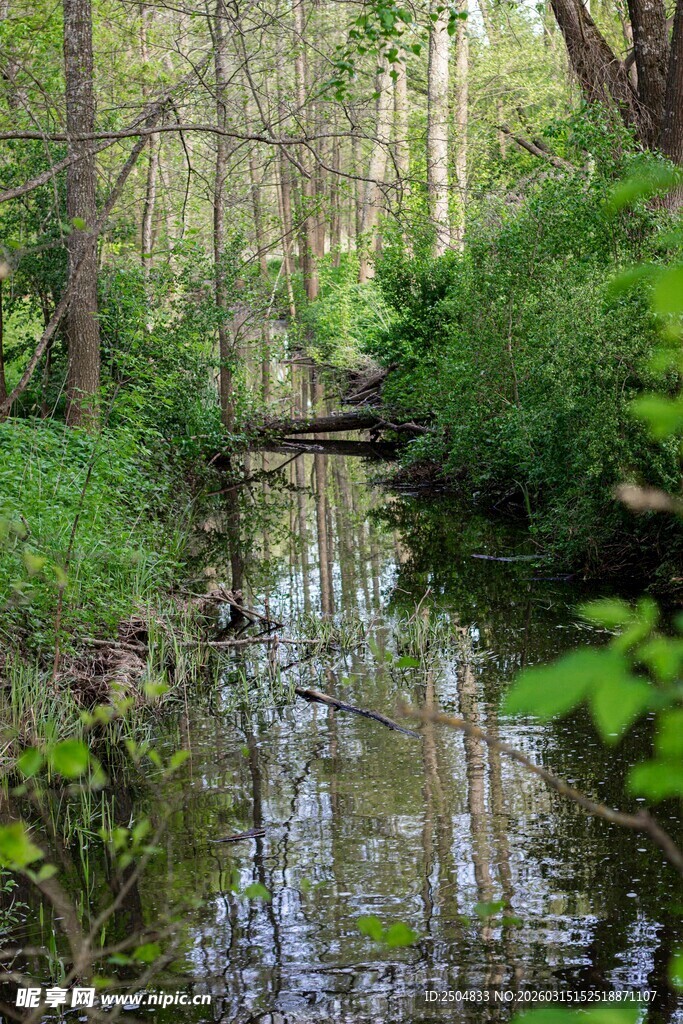林间清澈小溪风景