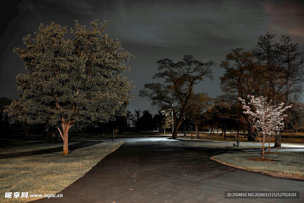 夜晚静谧的林间道路