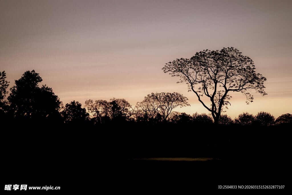 黄昏下的孤树剪影