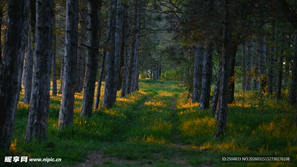 林间光影下的静谧森林