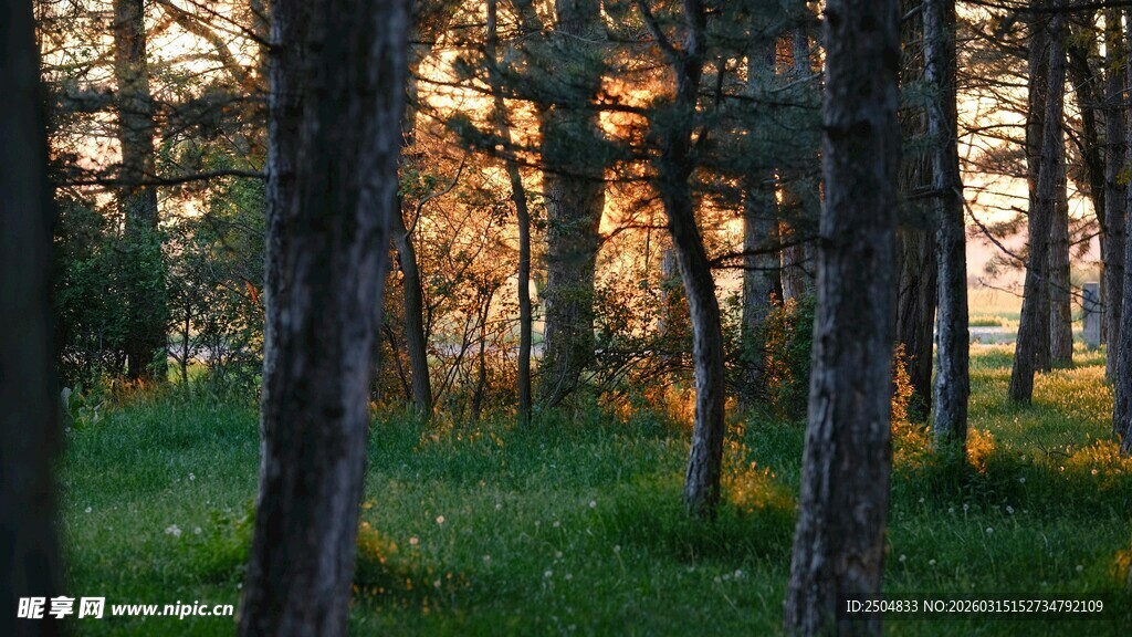 阳光洒落的静谧树林