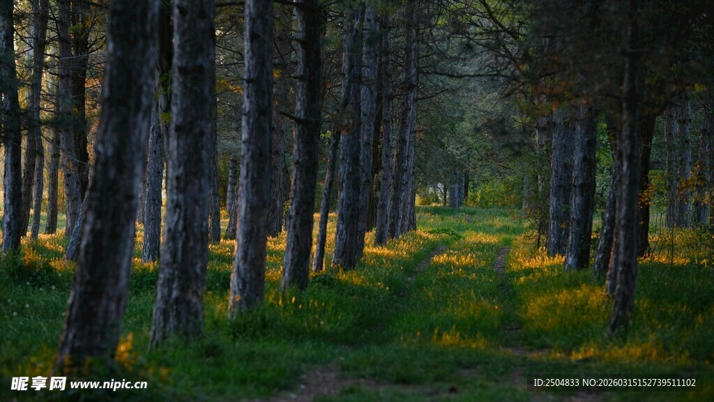 林间小道 光影洒落树林