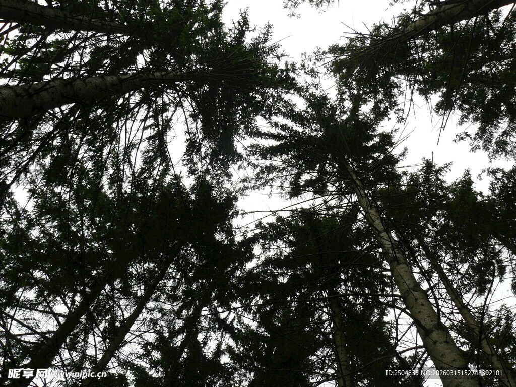 仰视森林中的高耸树木