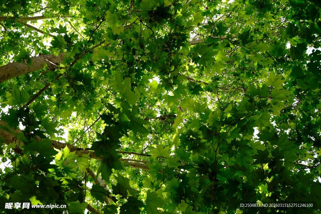 仰视茂密翠绿的树冠