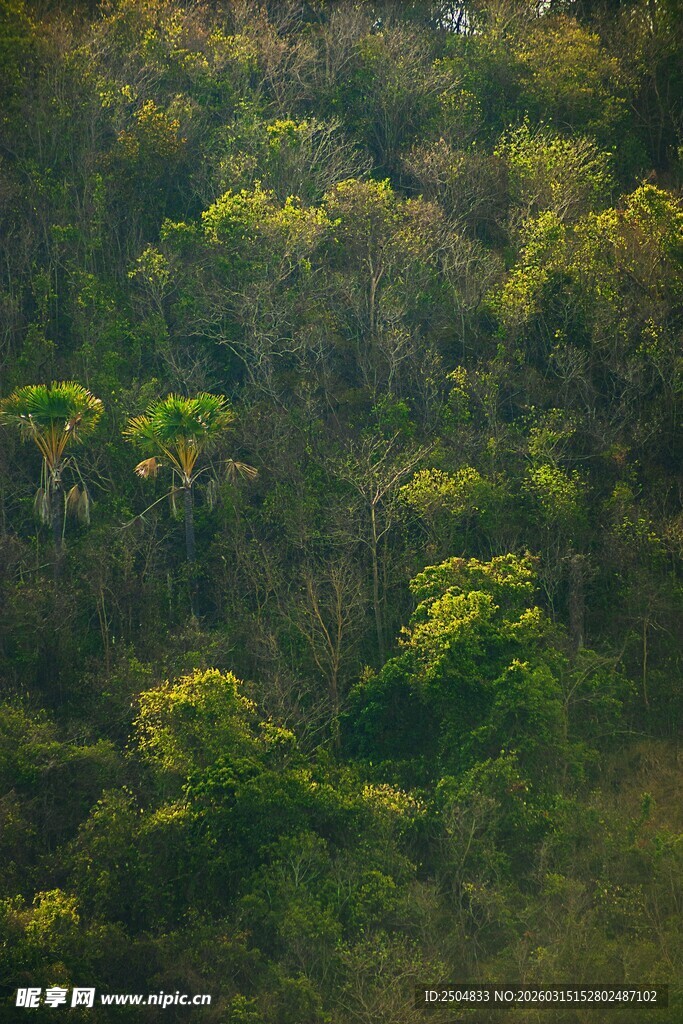 茂密葱郁的绿色山林