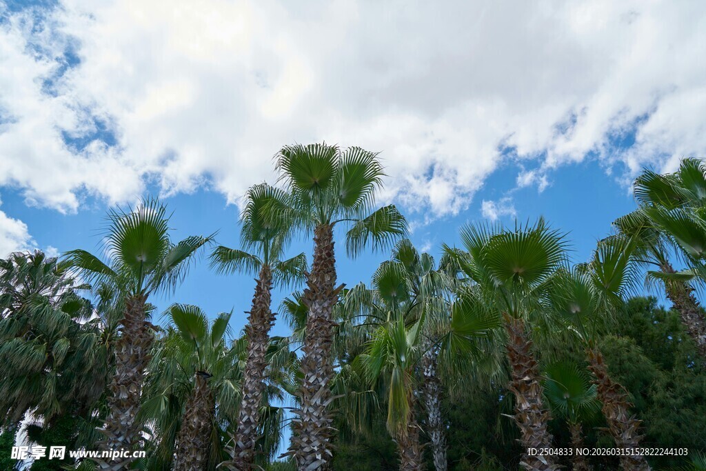 蓝天之下的高大棕榈树