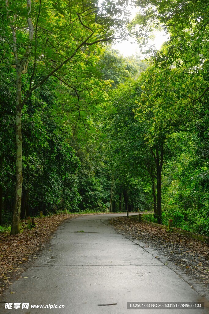 林间雨后湿润小路